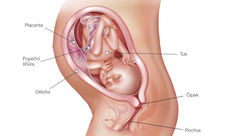 Fotografie (31. týždeň tehotenstva: Vývoj plodu a tehotenské zmeny)